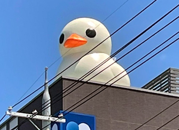 ひよこ