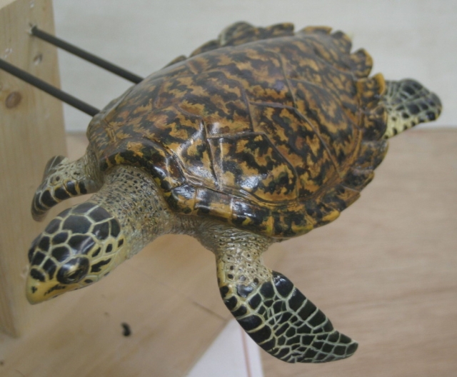 タイマイ 正面左上