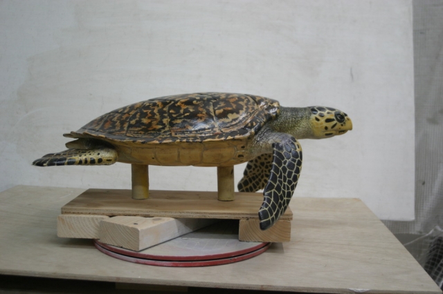 タイマイ 右側面