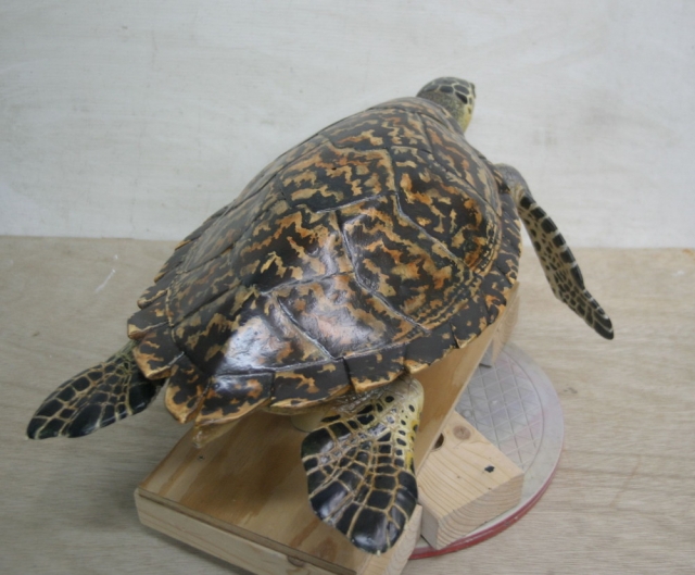 タイマイ 右後方