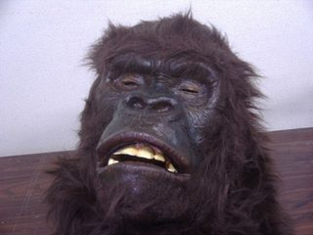 ゴリラ の皮膚はゴム製