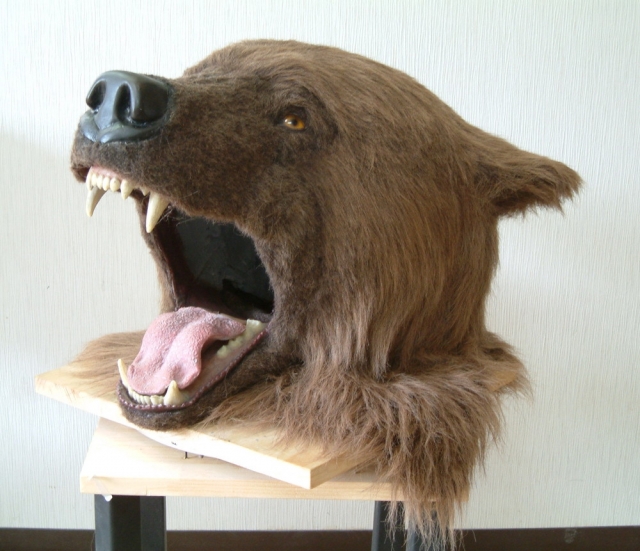 熊 の頭部正面左