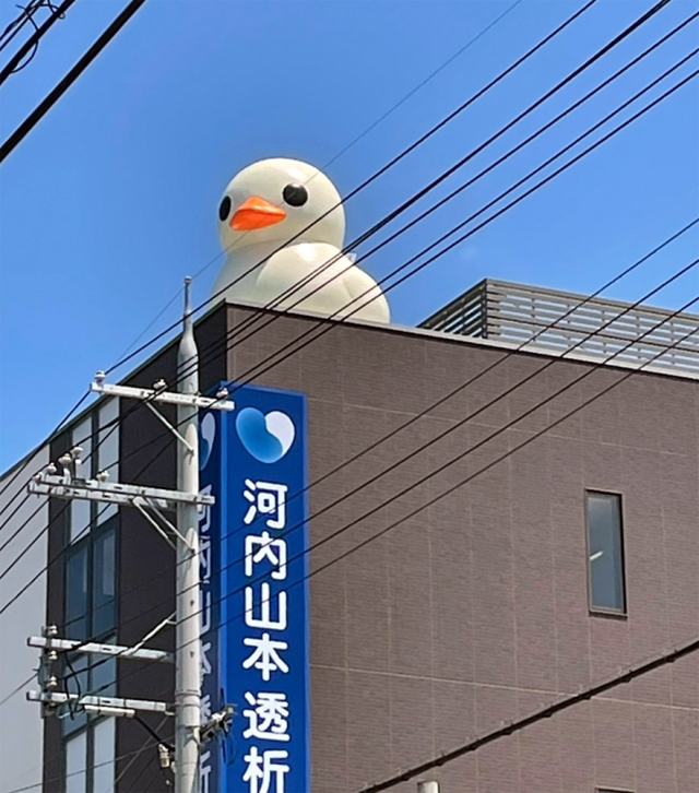 ひよこ 8枚目